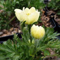 Anemone lithophila